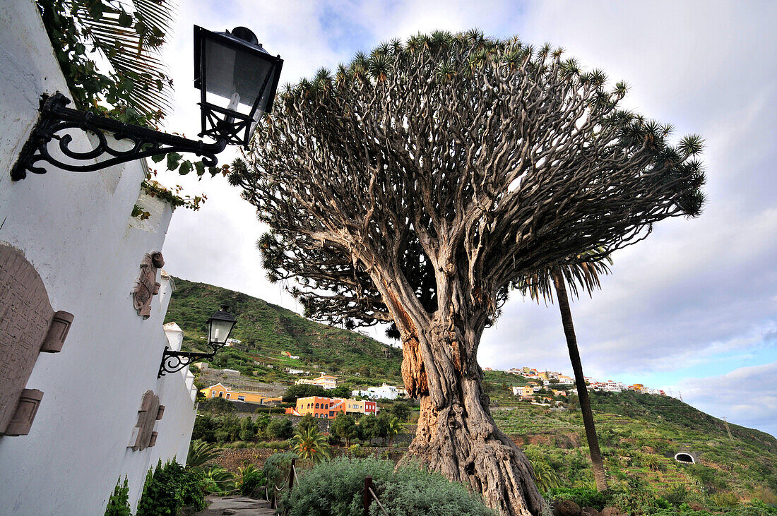 Drachenbaum in Icod de los Vinos, Teneriffa, Kanarische Inseln, Spanien, Europa