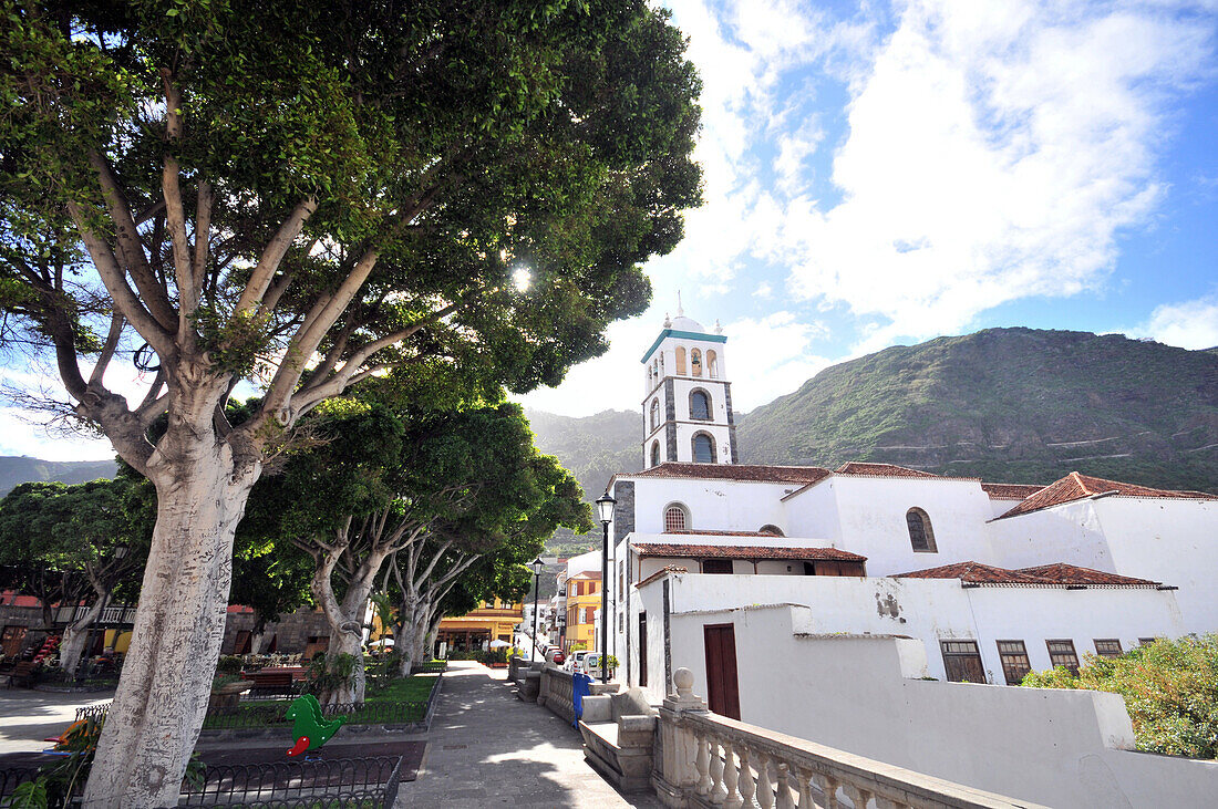 Trees and church at Garachico, Tenerife, Canary Isles, Spain, Europe