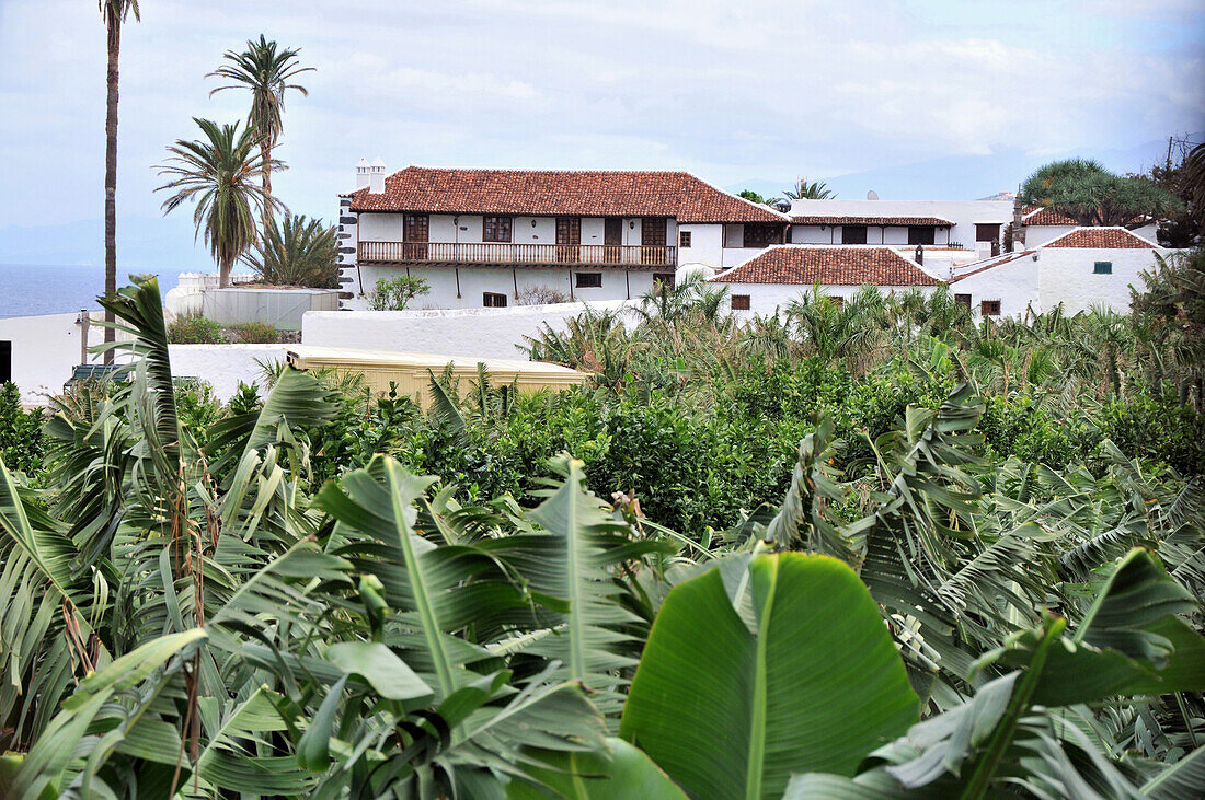 Häuser auf einer Bananenplantage, Teneriffa, Kanarische Inseln, Spanien, Europa