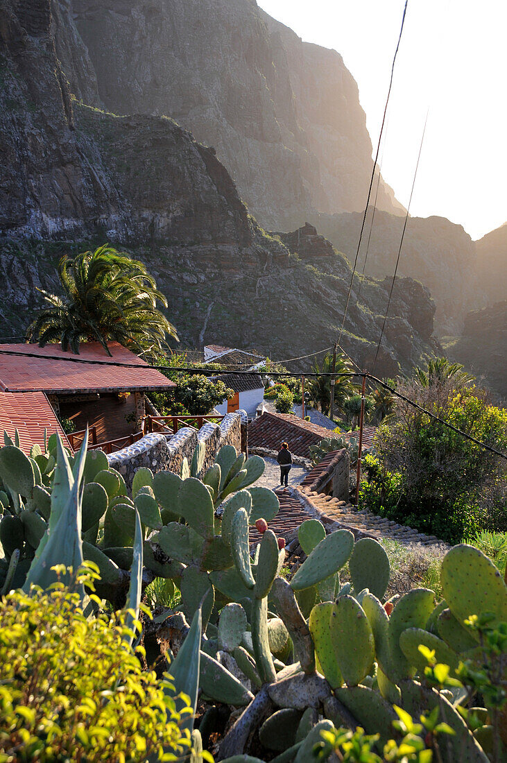 Haus und Kakteen in Masca, Tenno Gebirge, Teneriffa, Kanarische Inseln, Spanien, Europa
