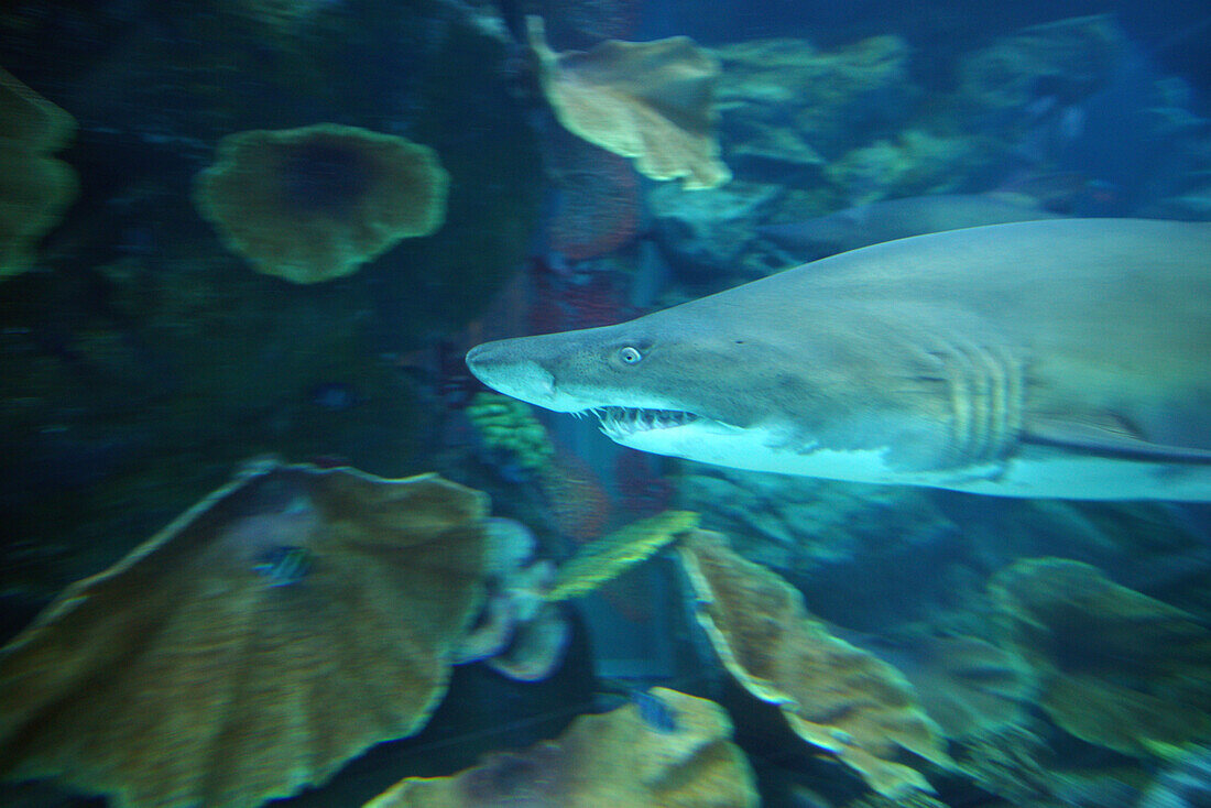 Hai, Dubai Aquarium im Einkaufszentrum Dubai Mall, Dubai, VAE, Vereinigte Arabische Emirate, Vorderasien, Asien