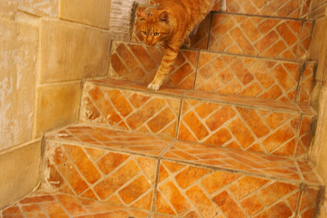 Cat on stairs, Valletta, Malta, Europe