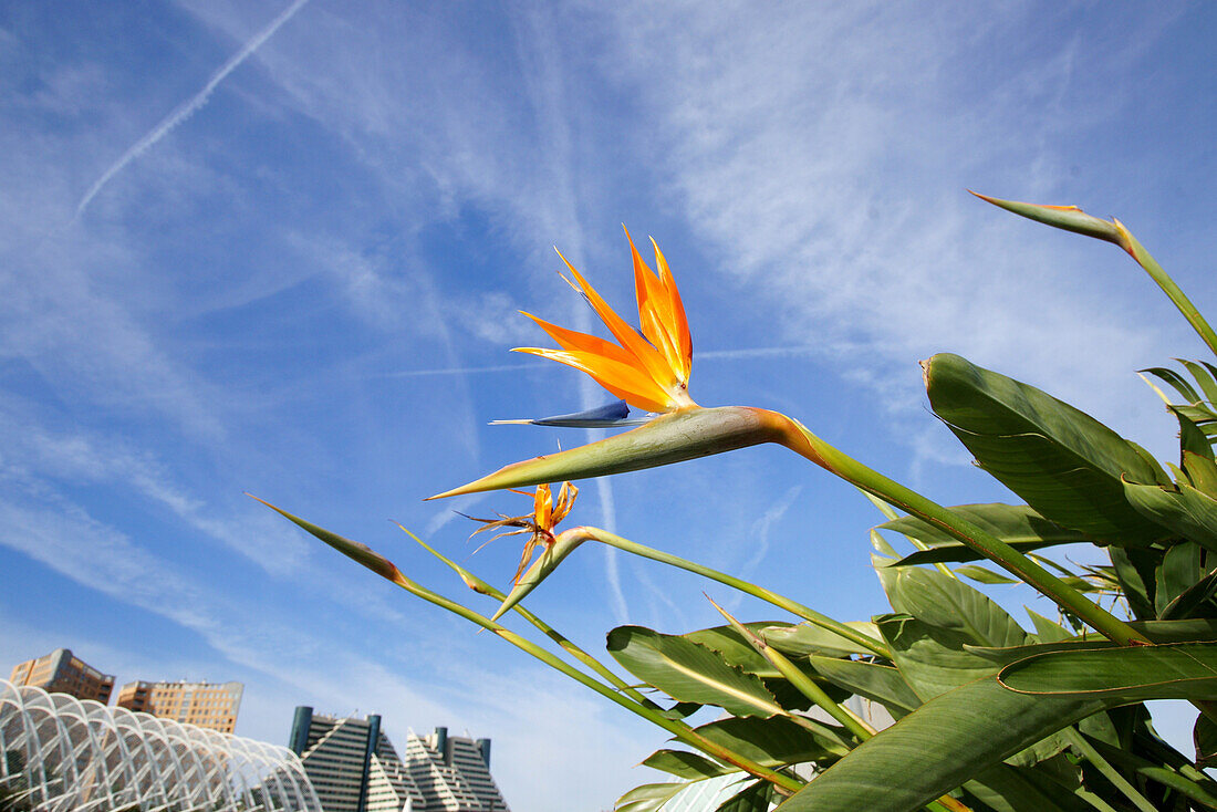 Flowers and buildings at Ciudad de las Artes y las Ciencias, City of Arts and Sciences, designed by Santiago Calatrava, Valencia, Spain, Europe