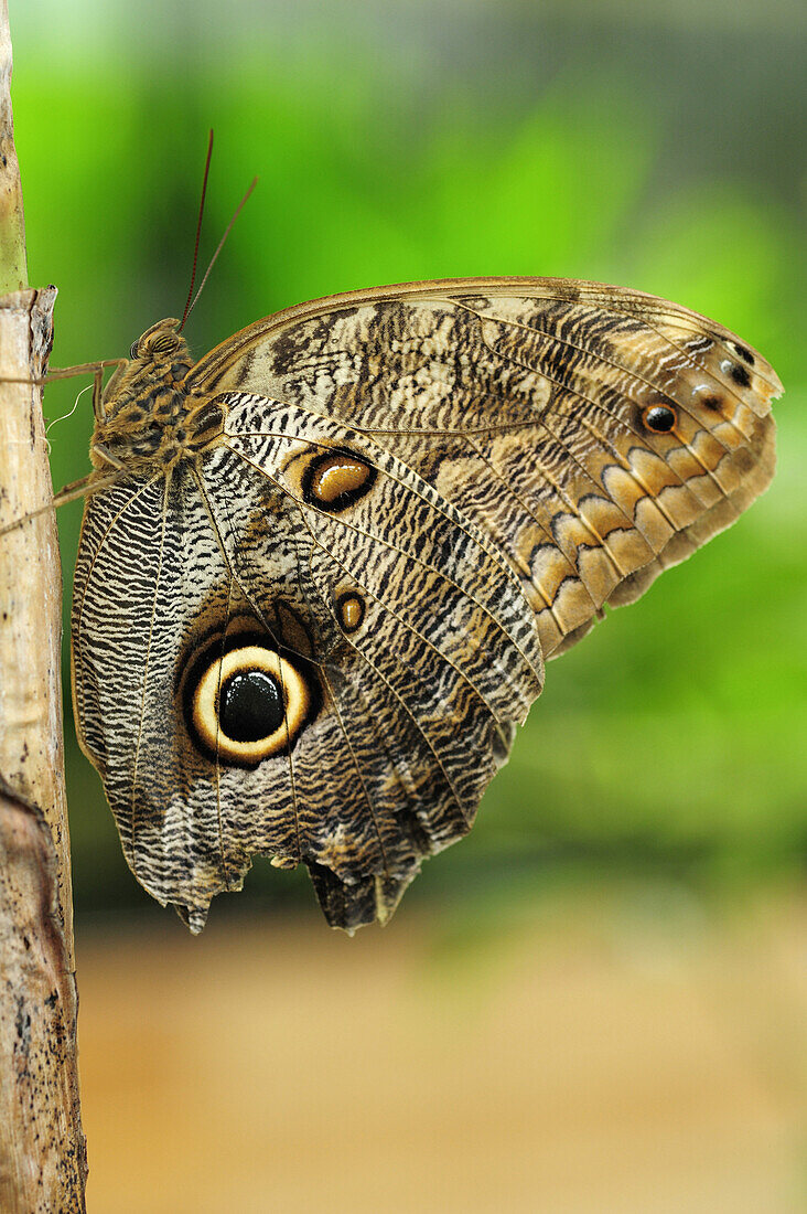 Close up of an owl butterfly, Caligo eurilochus, butterfly house, Botanic garden, Munich, Bavaria, Germany