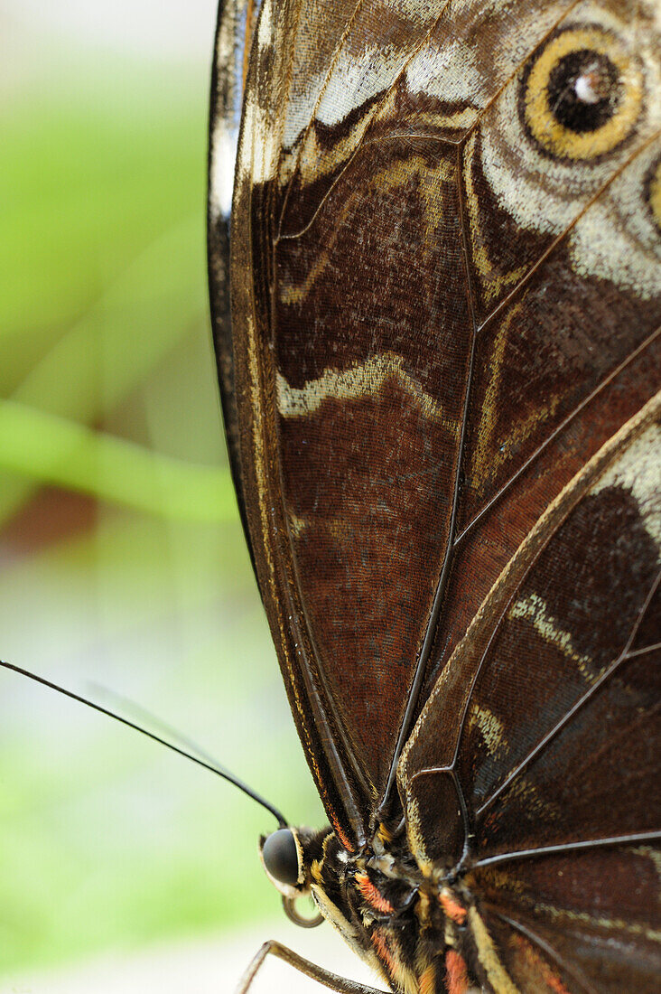 Bananenfalter, Caligo eurilochus, Schmetterlingshaus, Botanischer Garten, München, Bayern, Deutschland