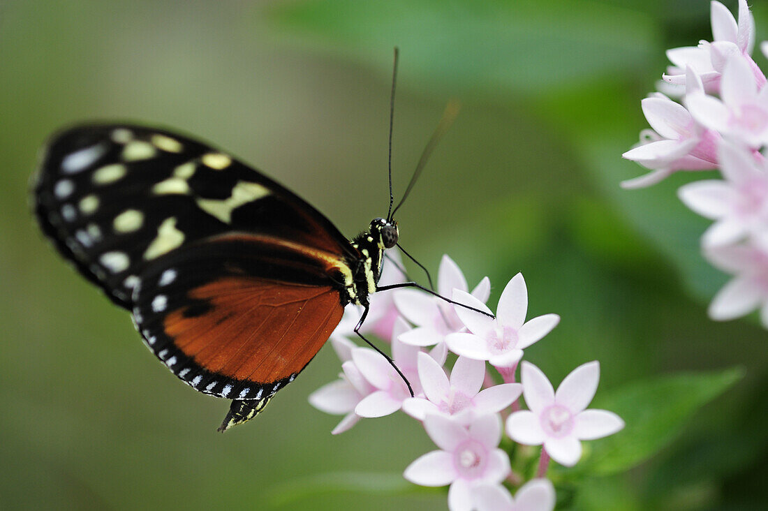 Close up of a plain tiger, Danaus chrysippus, butterfly house, Botanic garden, Munich, Bavaria, Germany