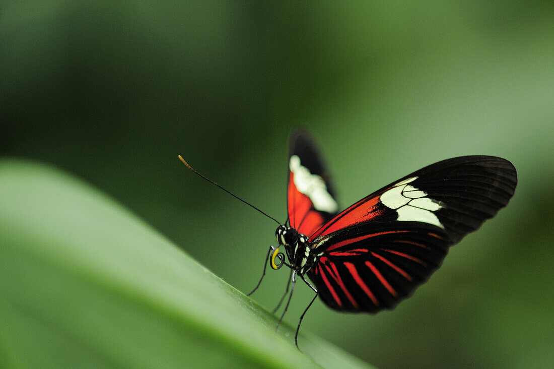 Close up of a postman butterfly, Heliconius melpomene, butterfly house, Botanic garden, Munich, Bavaria, Germany