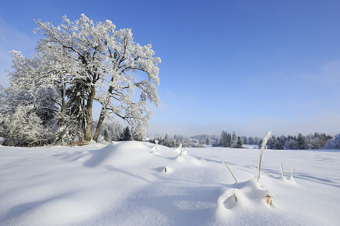 Snow covered oak trees, Upper Bavaria, Bavaria, Germany