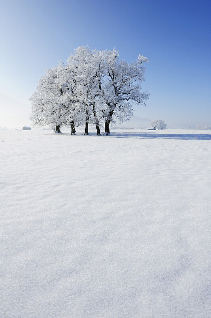 Verschneite Eichen, Bauernland und Bayerische Voralpen im Hintergrund, Oberbayern, Bayern, Deutschland