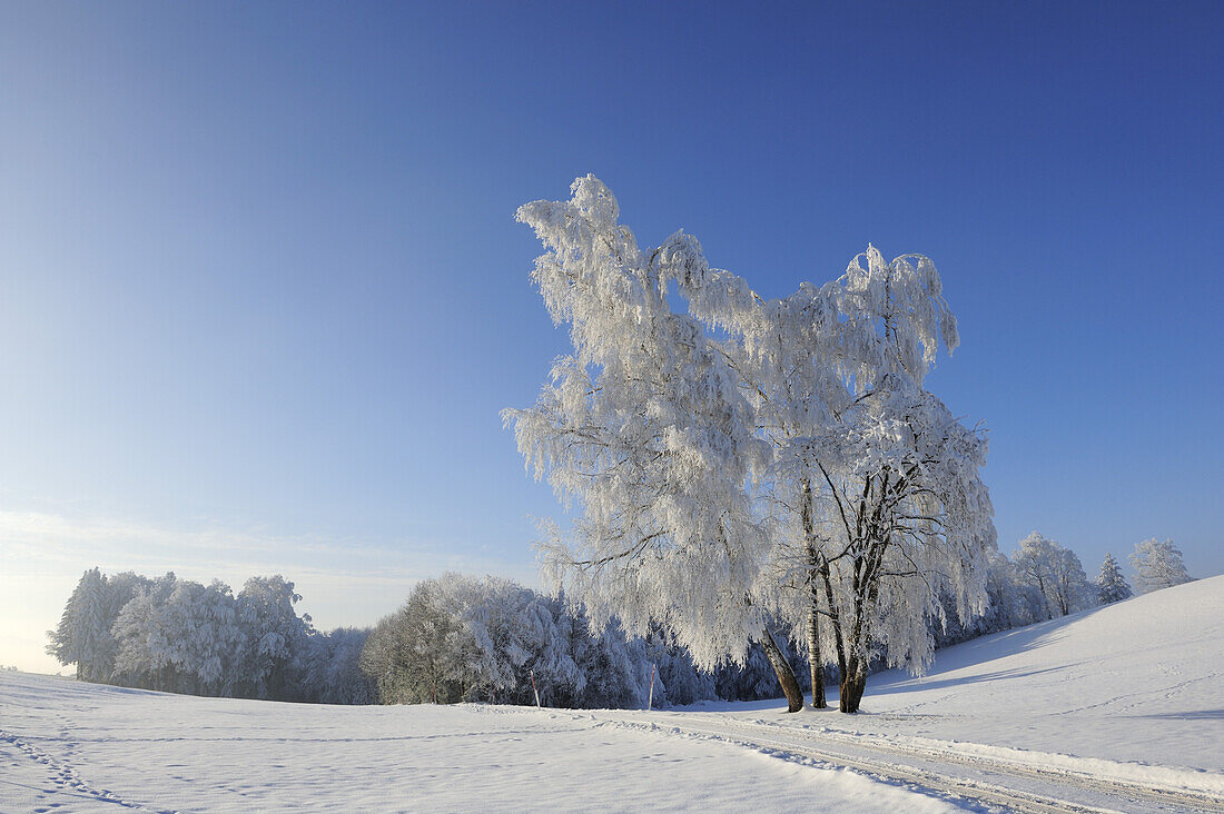 Snow covered birch trees, Upper Bavaria, Bavaria, Germany