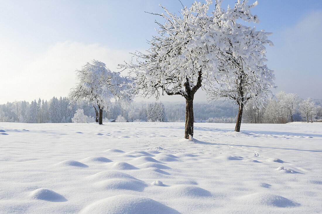 Snow covered orchard, Upper Bavaria, Bavaria, Germany