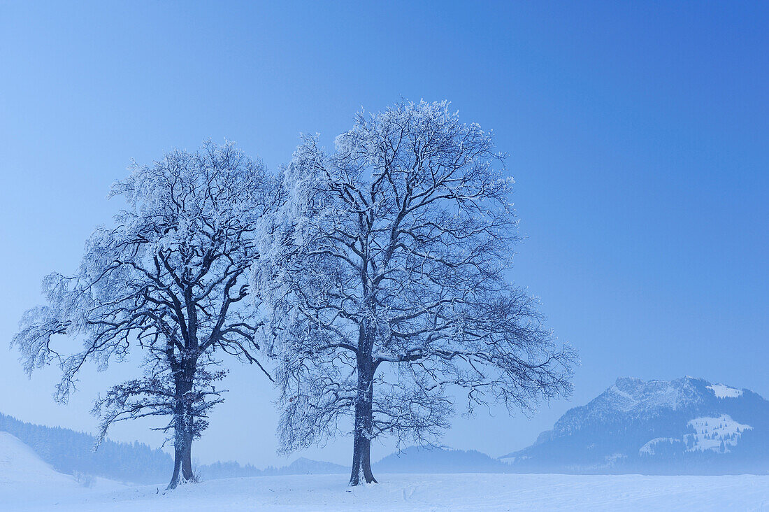 Two snow covered oak trees, Breitenstein mountain in the background, Mangfall valley, Bavarian foothills, Upper Bavaria, Bavaria, Germany