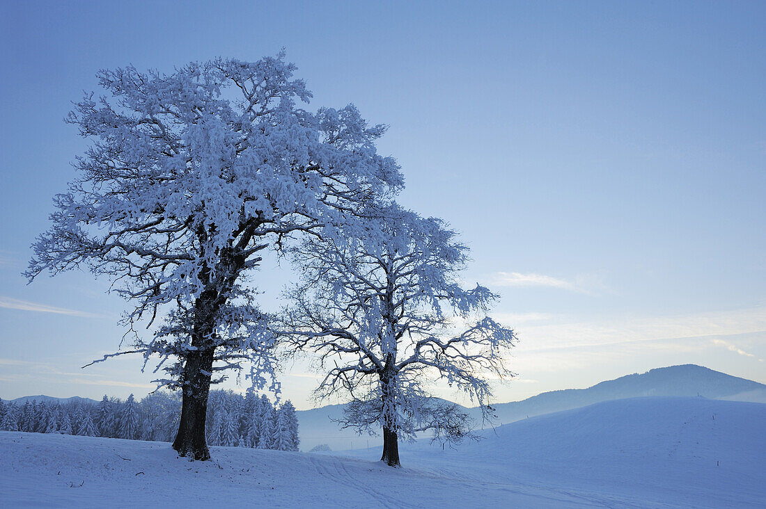 Two snow covered oak trees, Mangfall valley, Upper Bavaria, Bavaria, Germany