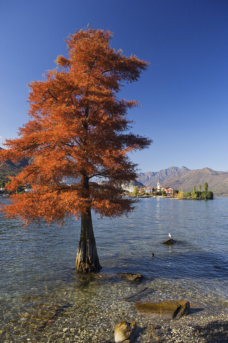 Blick von der Isola Bella auf die Isola Superiore o dei Pescatori, Lago Maggiore, Piemont, Italien