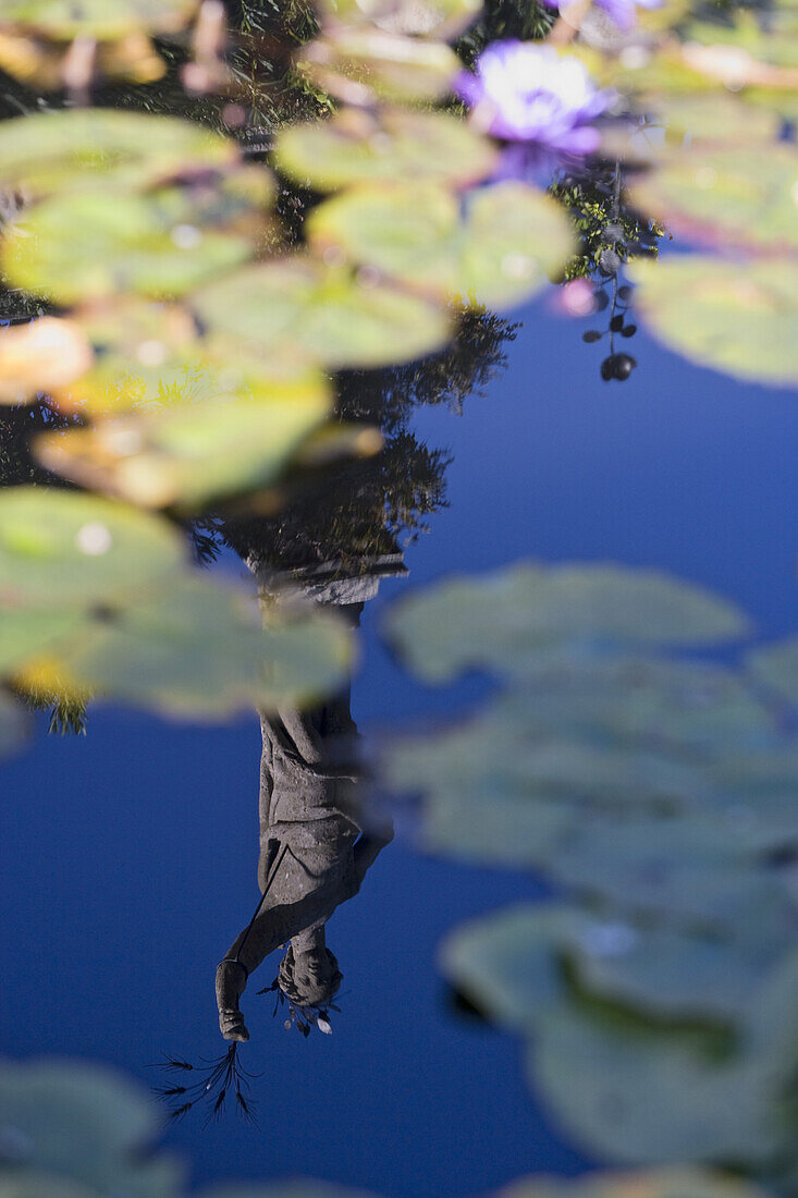 Spiegelung im Wasser, Garten des frühbarocken Palazzo Borromeo, Isola Bella, Lago Maggiore, Piemont, Italien