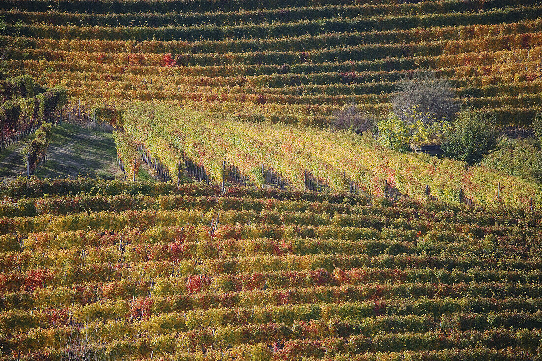 Weinhänge in Barolo, Langhe, Piemont, Italien