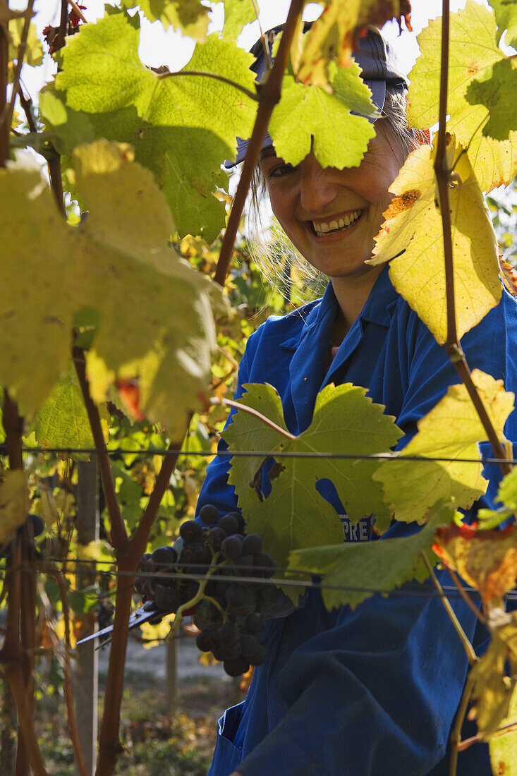 Weinernte bei Barolo, Langhe, Piemont, Italien