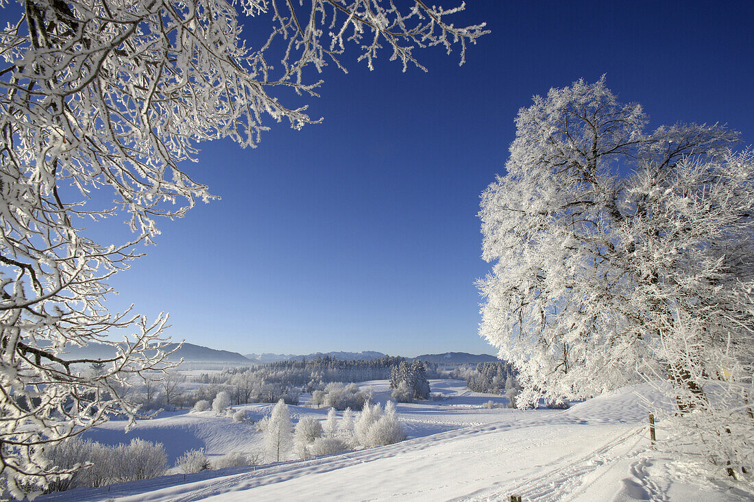 Winter scenery, Reutberg monastery, Sachsenkam, Upper Bavaria, Bavaria, Germany