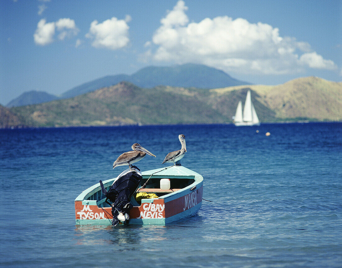 Pelikane auf einem Fischerboot in Nevis, Karibik