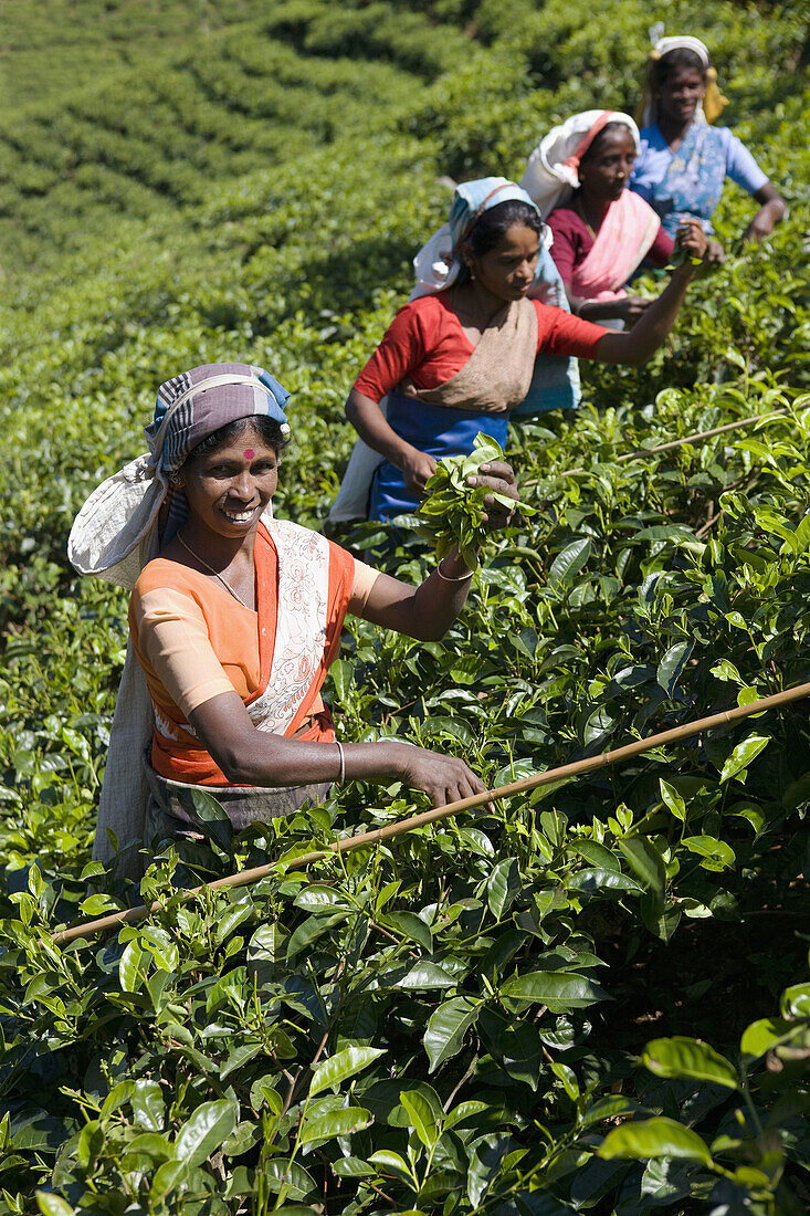 Tamilische Teepflückerinnen, Nuwara Eliya, Sri Lanka