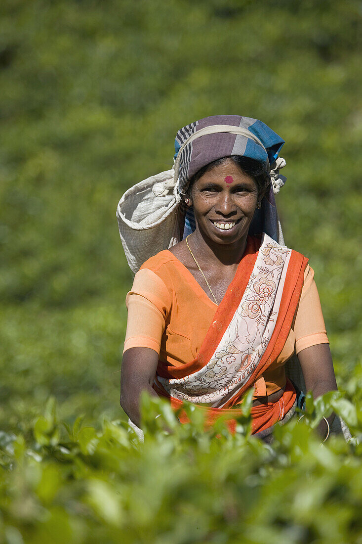 Tamilische Teepflückerinnen, Nuwara Eliya, Sri Lanka