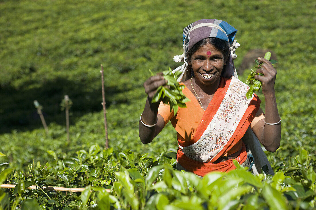 Tamilische Teepflückerinnen, Nuwara Eliya, Sri Lanka