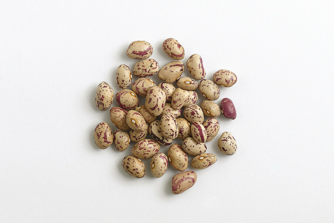 legume type  on white background