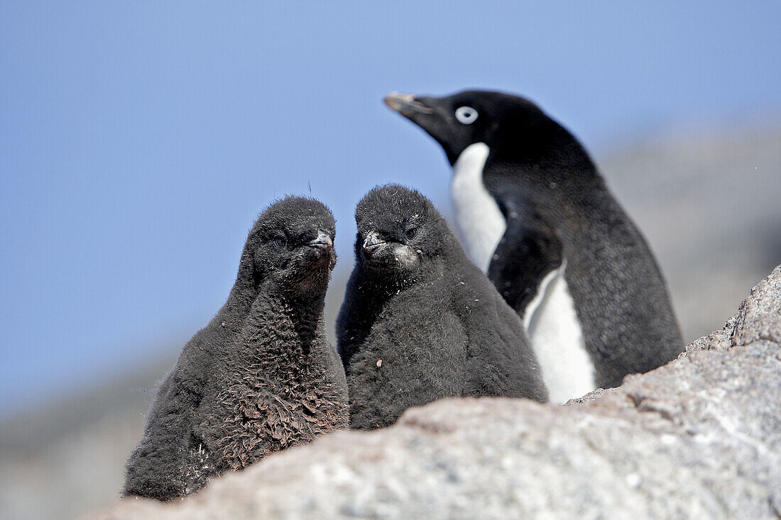 Adelie Penguin  Pygoscelis adeliae). Gourdin Island, Antarctica