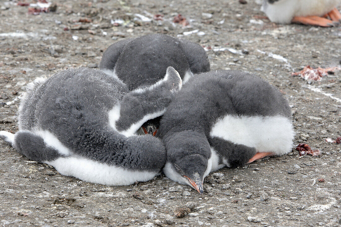 Gentoo Penguin  Pygoscelis papua papua). Hannah Point, Livingston Island, South Shetland Islands, Antarctica