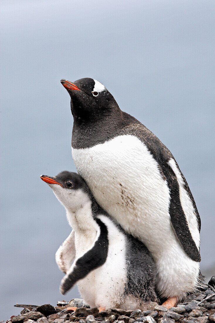 Gentoo Penguin  Pygoscelis papua papua). Barrientos Island, South Shetland Islands, Antarctica