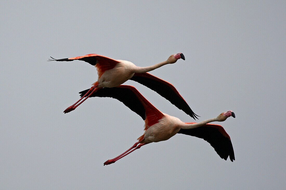 Greater Flamingo  Phoenicopterus ruber). Bouches-du-Rhône, France