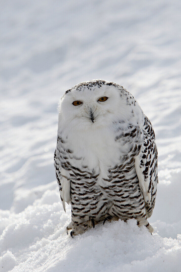 Snowy Owl  Bubo scandiacus)