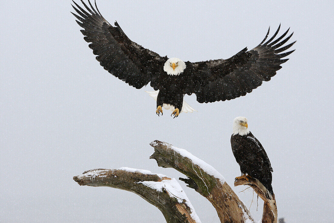 Bald Eagle  Haliaeetus leucocephalus). Alaska, USA