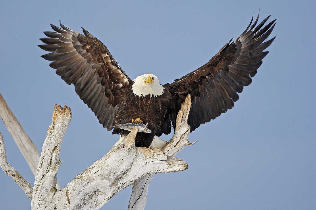 Bald Eagle  Haliaeetus leucocephalus). Alaska, USA