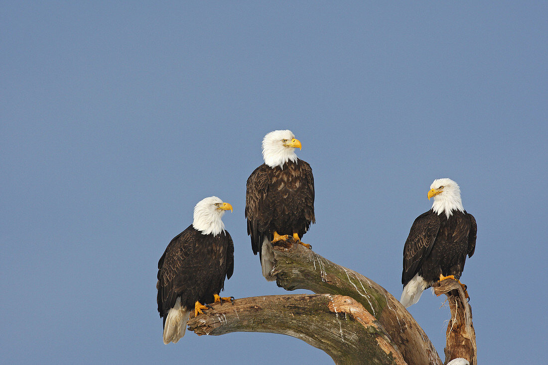 Bald Eagle  Haliaeetus leucocephalus). Alaska, USA