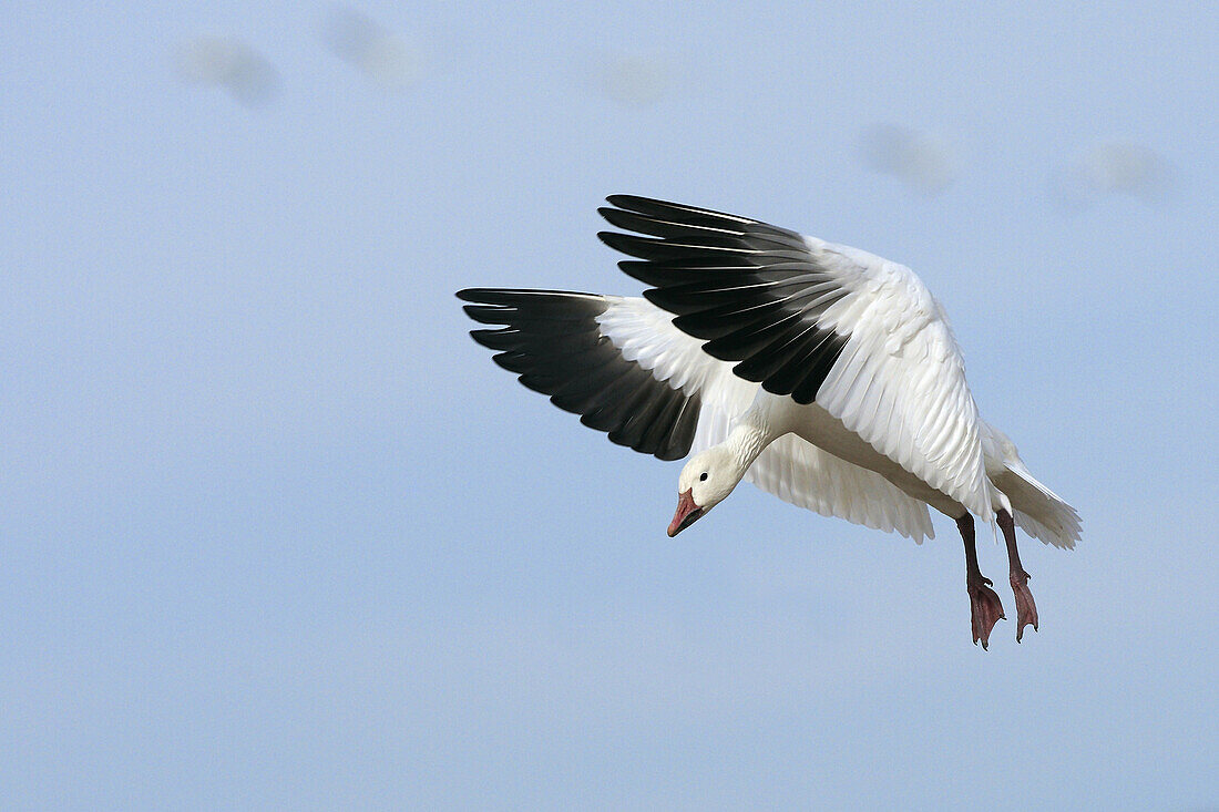 Snow Goose  Chen caerulescens), Bosque del Apache National Wildlife Refuge, New Mexico, USA