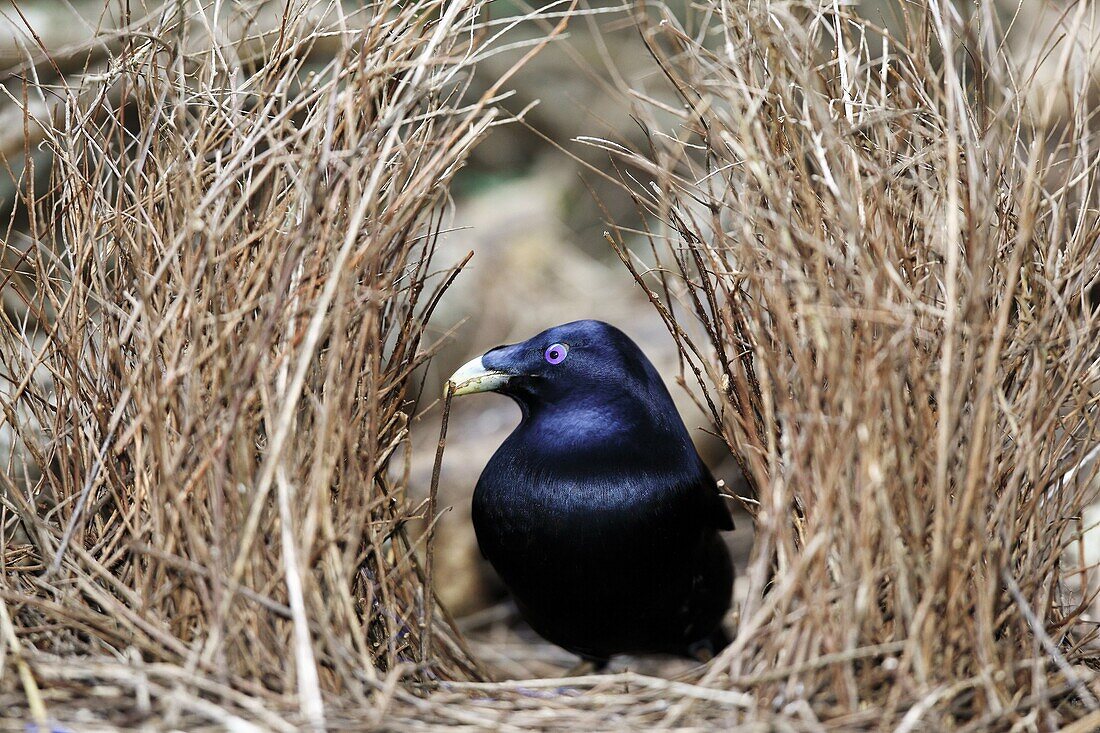 jardinier satine male Satin Bowerbird male Ptilonorhynchus violaceus Order: Passeriformes Family: Ptilonorhynchidae