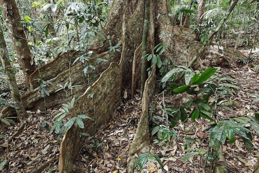 contreforts d´un grand arbre de la foret tropicale parc national de Daintree Roots of rainforest giant tree Black Booyong Argyrodendron actinophyllum Order: Malvales Family: Malvaceae