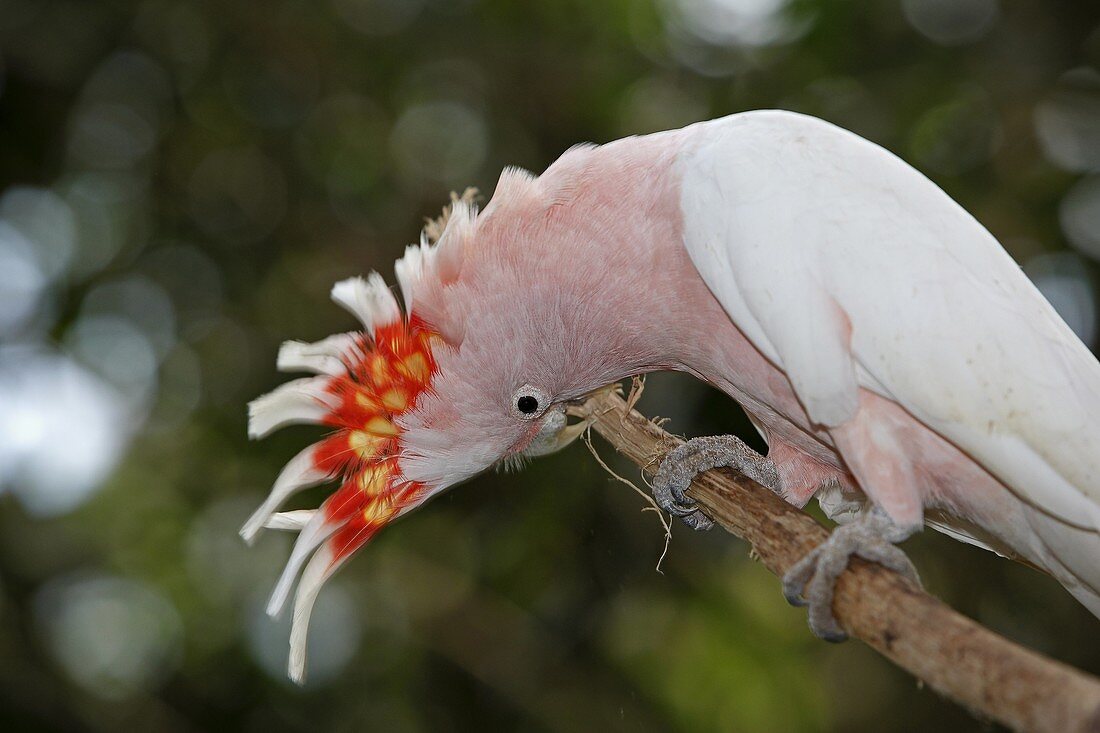 Cacatoes de Leadbeater Major Mitchell´s Cockatoo or Leadbeater´s Cockatoo or Pink Cockatoo, Lophochroa leadbeateri, or Cacatua leadbeateri, Order: Psittaciformes Family: Cacatuidae