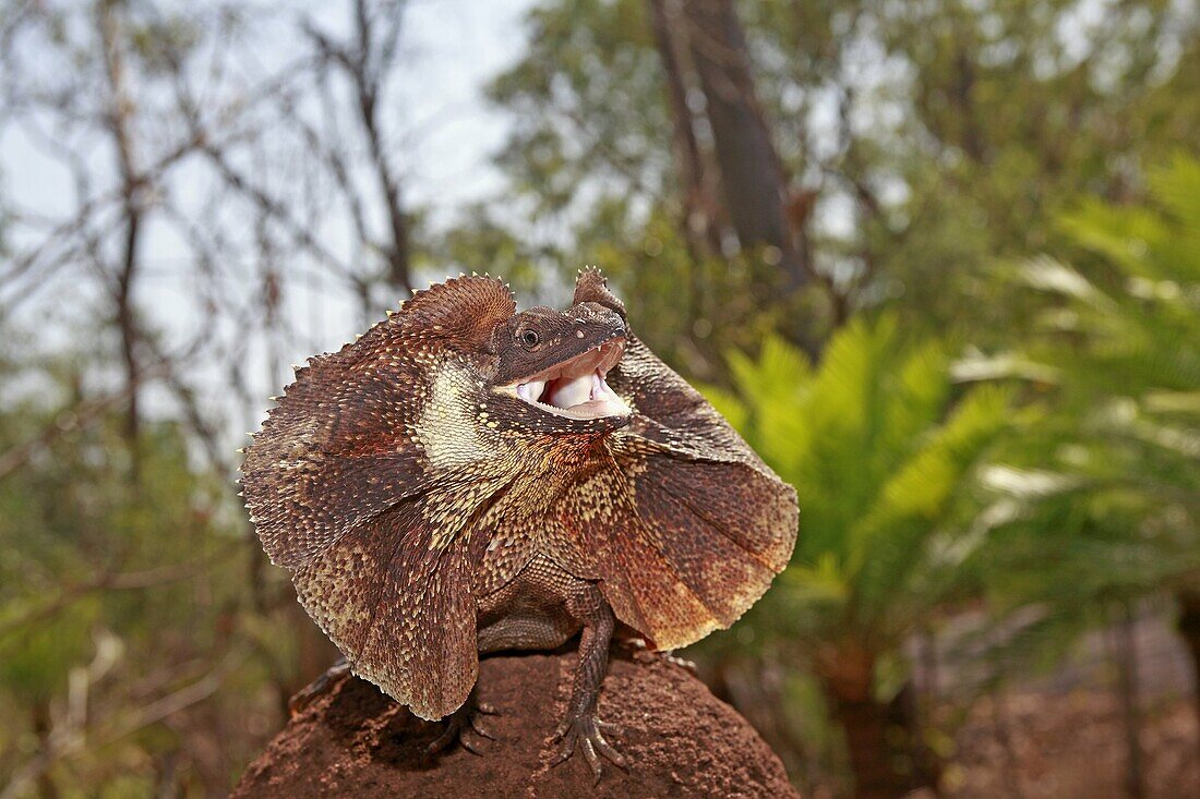 lezard a collerette ou dragon d´Australie Frill-necked Lizard Chlamydosaurus kingii Order: Squamata Suborder: Iguania Family: Agamidae Teritoire du nord  Australie Northern territory  Australie