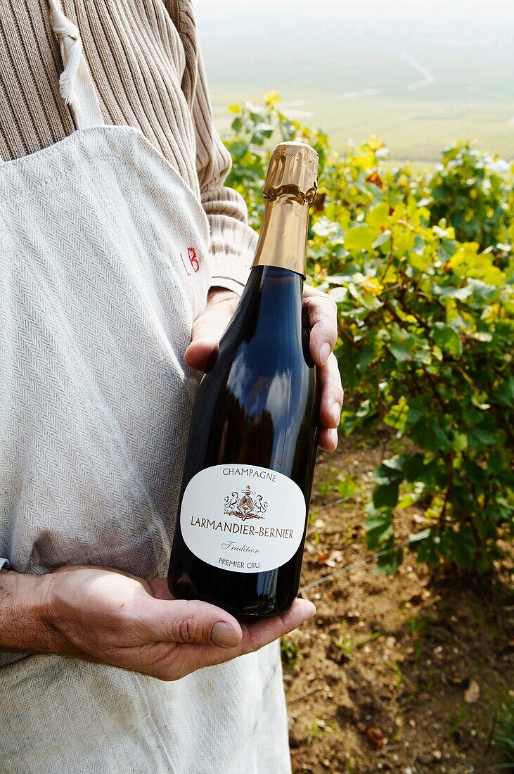 France, Champagne, Champagne bio, vendanges, Cramant, Domaine Larmandier Bernier, Pierre Larmandier dans les vignobles de Cramant  cuvée tradition fo// France, Champain, Cramant, harvest, brand Larmandier Bernier, Pierre Larmandier in his Cramant vineyard