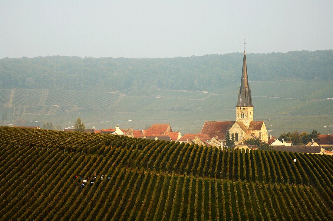 France, Champagne, Champagne bio, vendanges, village et vignobles de Chamery  Montagne de Reims au fond  // France, Champain, Chamery village background, and Reims mountain´s vineyards