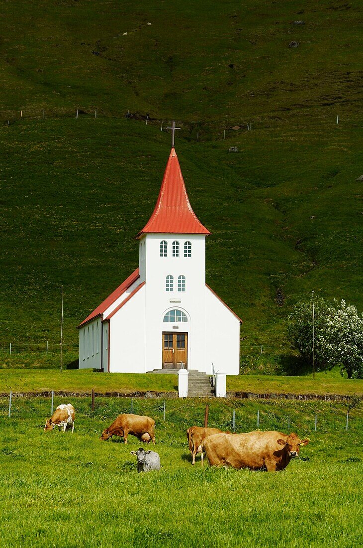 Iceland, church with cows at Skogafoss
