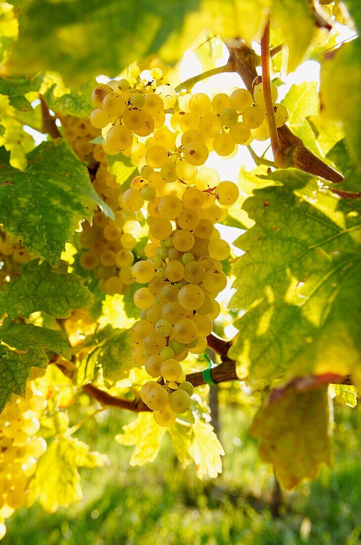 Italy, Venice, Orto : First Wine made In Venice, Sant Erasmo Island  Harvest in malvasia vineyards