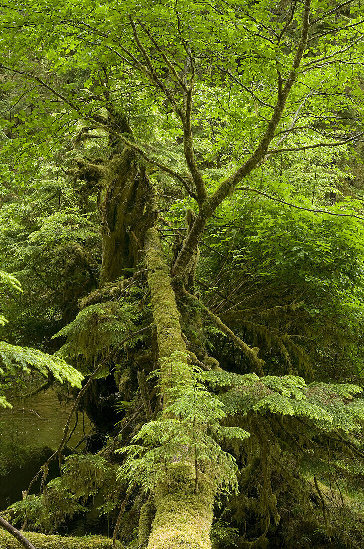 Canada, BC, Queen Charlotte Islands, Gwaii Haanas National Park  Windy Bay hlk´yah Llnagaay