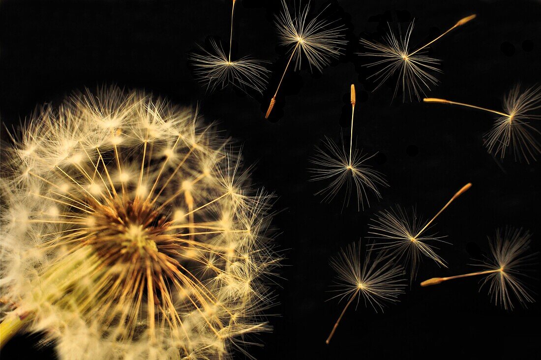 Dandelion clock