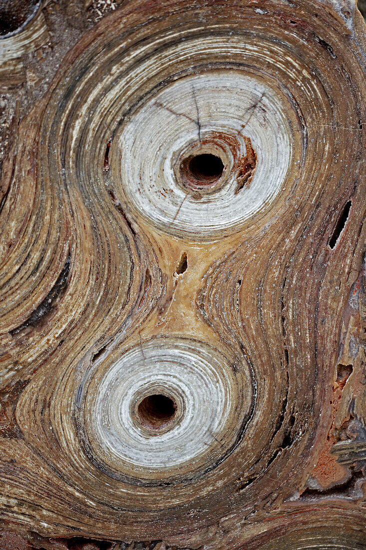 Fossil stromatolite  Conophytum basalticum), Cambrian. Katherine, Northern Territory, Australia