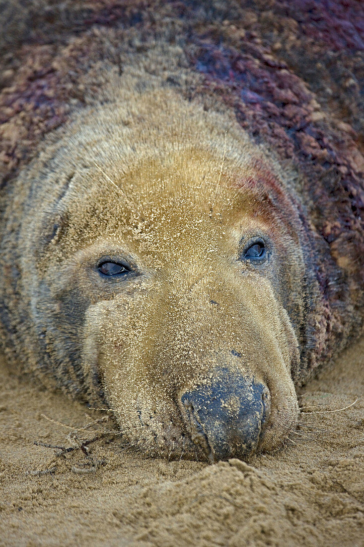 Grey Seal  Halichoerus grypus), male portrait showing wounds from territorial fight during mating season. UK