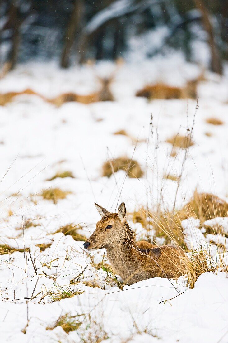 CIERVO COMUN, ROJO O VENADO Cervus elaphus