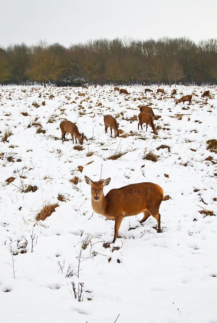 CIERVO COMUN, ROJO O VENADO Cervus elaphus